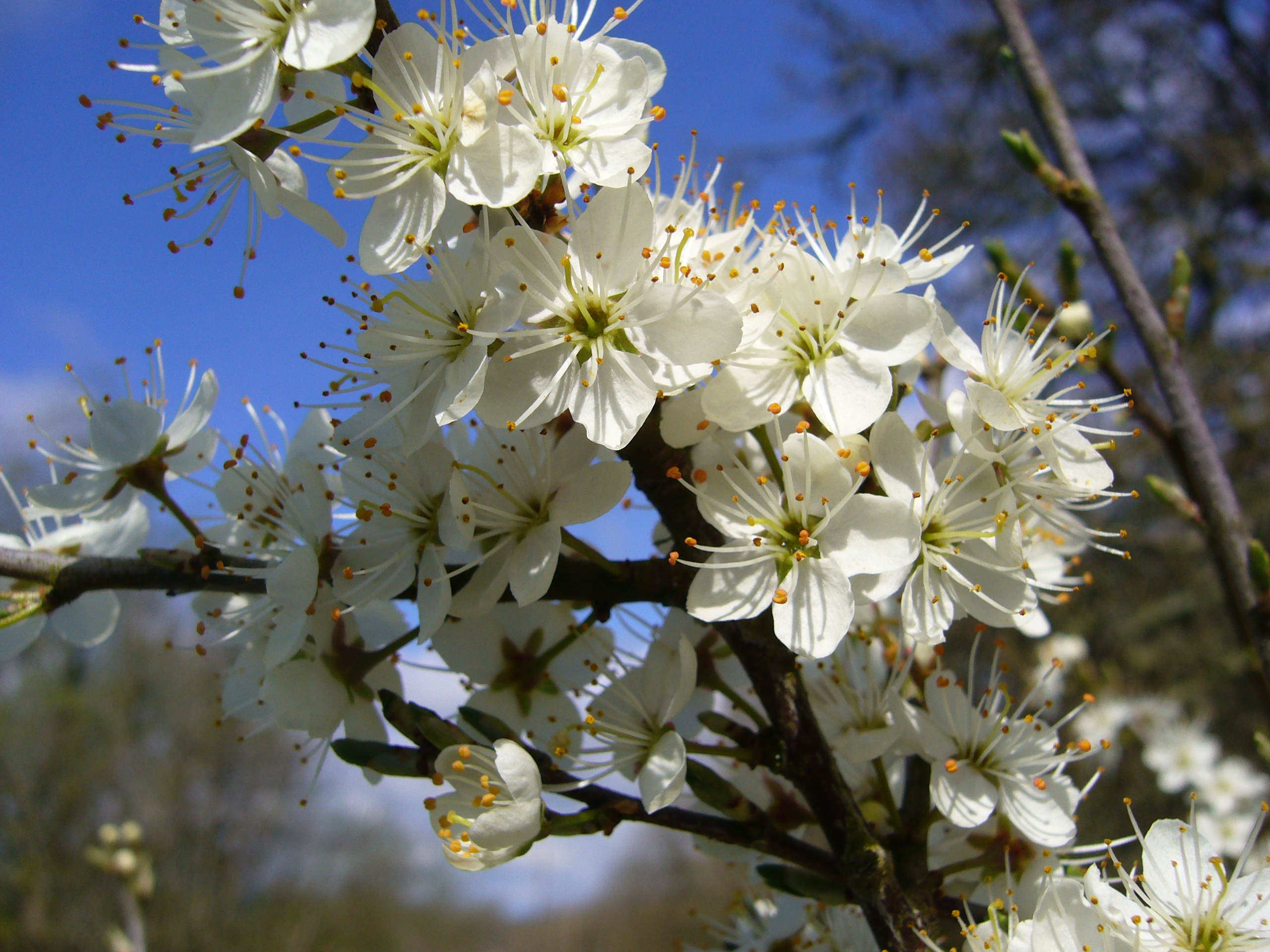 Blackthorn